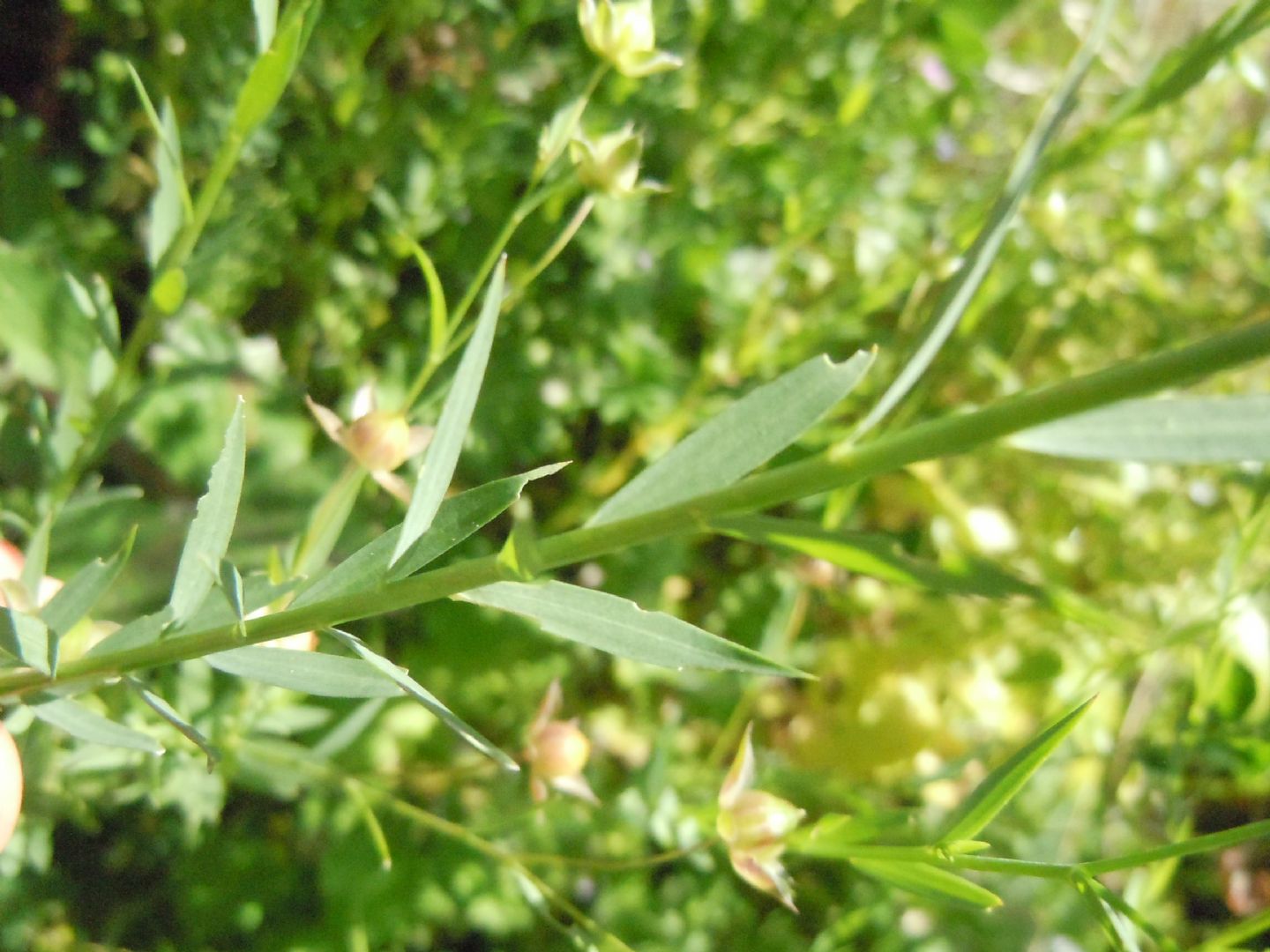 Linum usitatissimum subsp. angustifolium (=L. bienne) / Lino selvatico